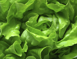 Close-up of green lettuce.