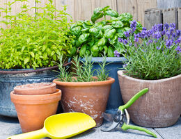 Gardening supplies and pots full of live herbs.